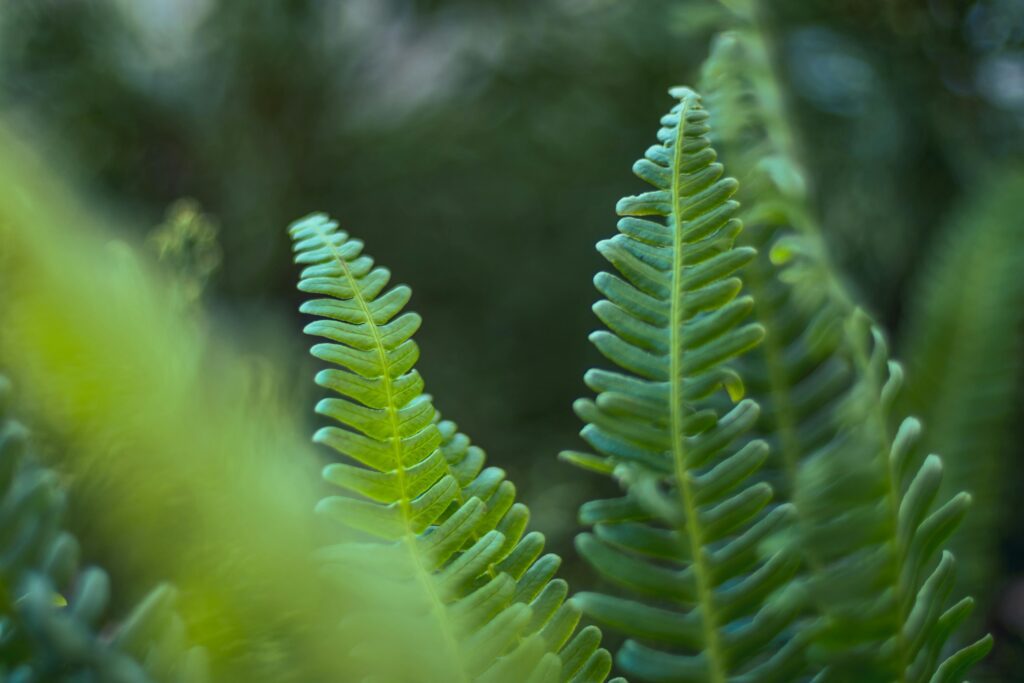 pexels-photo-1587993-1587993 Detailed close-up view of vibrant green fern leaves in natural light.